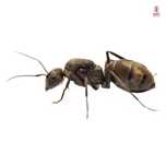 Camponotus Parius Q+ potomstwo