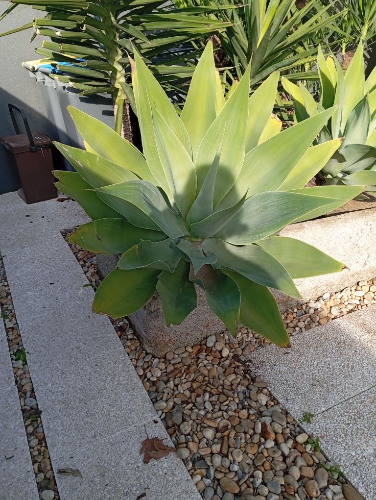 Agave dragão grande