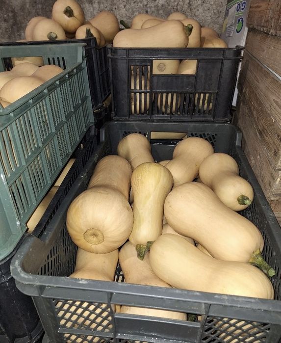 Dynia piżmowa, większa ilość