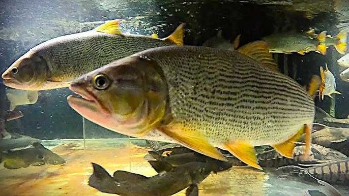 TABU GOLDEN DORADO Salminus maxilosus 43cm