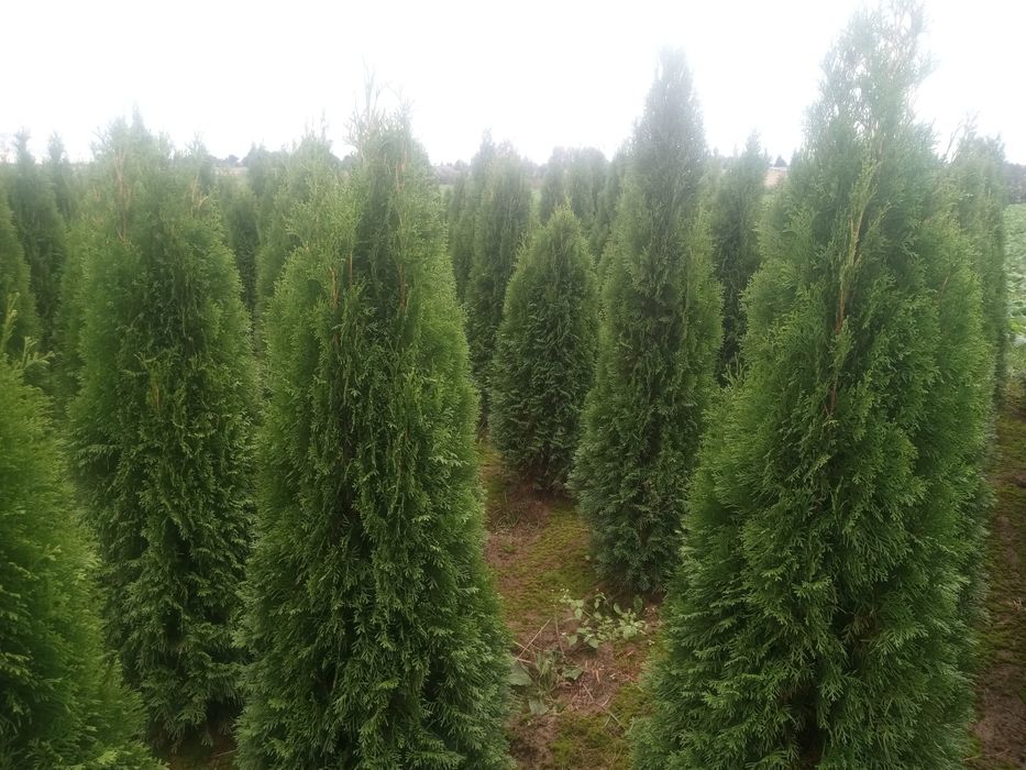 Tuje szmaragd i brabant  140-200cm oraz 70-100cm_szmarag żółty gold