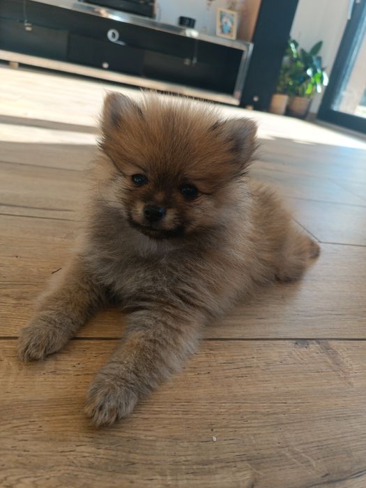 Szpic miniaturowy pomeranian
