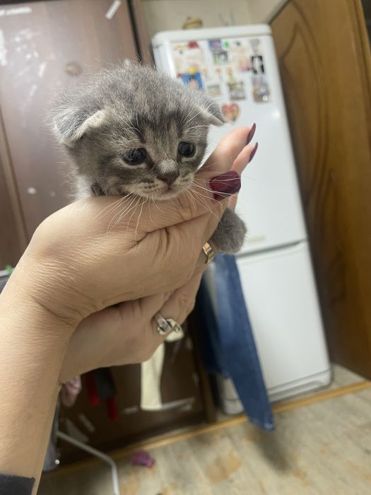 Продам котят шотладские