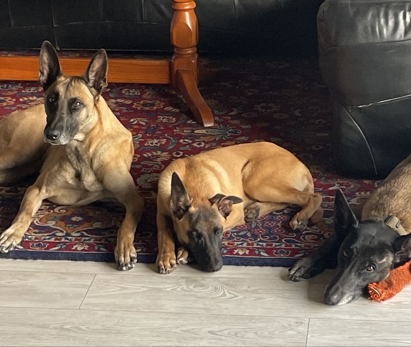 Owczarek belgijski Malinois FCI