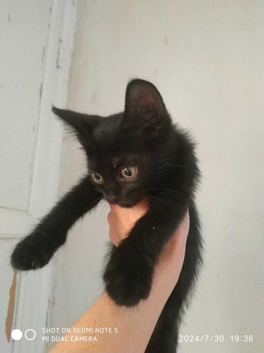 Чорні пантери в добрі руки!