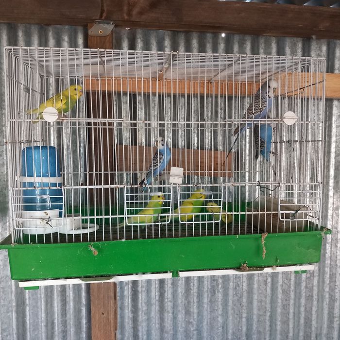Vende-se piriquitos