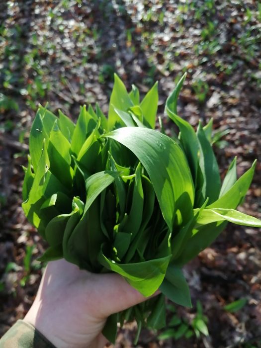 Pesto czosnek niedźwiedzi