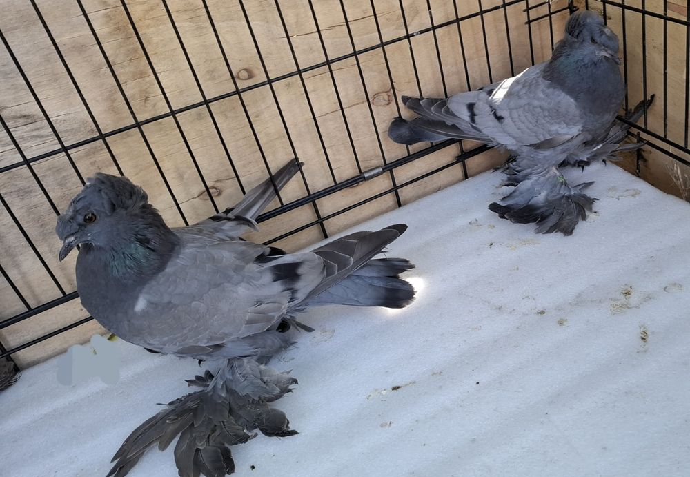 Turkoty niemieckie dwuczube siwe na pasach