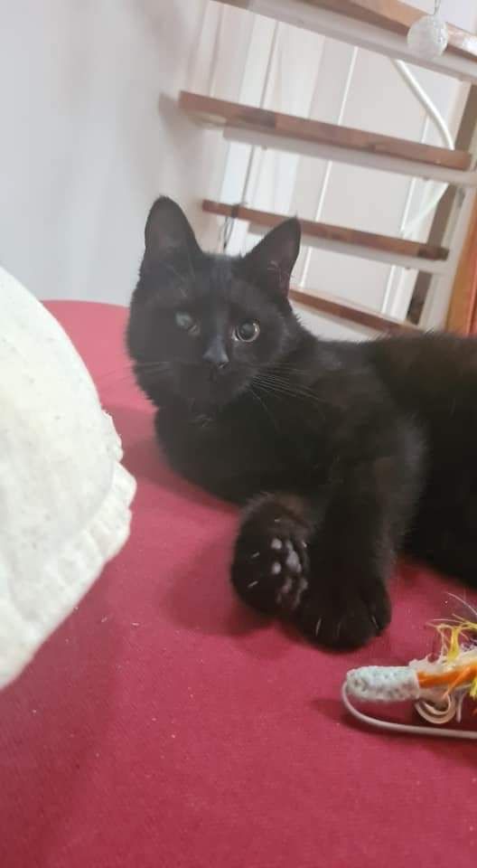 Czarny kot - jakie ma szanse na dom?