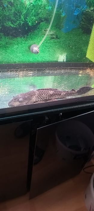 Glonojad plecostomus 35cm