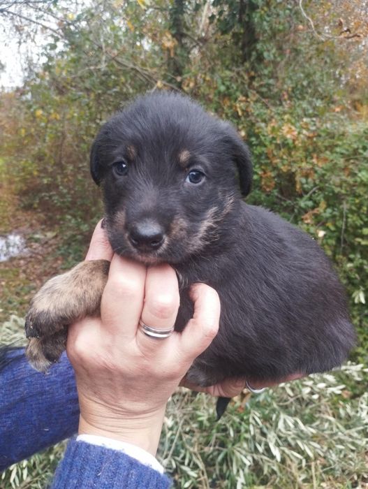Neco para adoção muito responsável