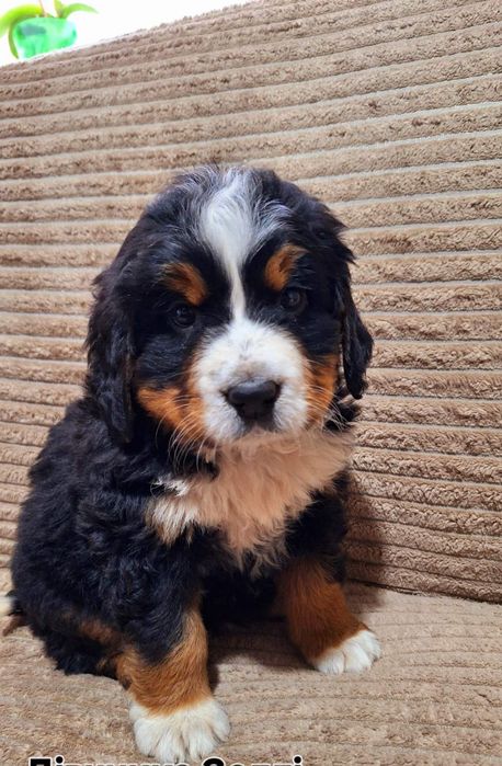 Дівчата Бернського зененхунда, є доставка майже по всій Україні