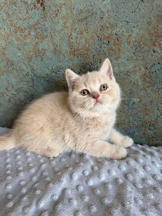 Flavia Liliowy Zakątek*Pl kotka w kolorze kremowym