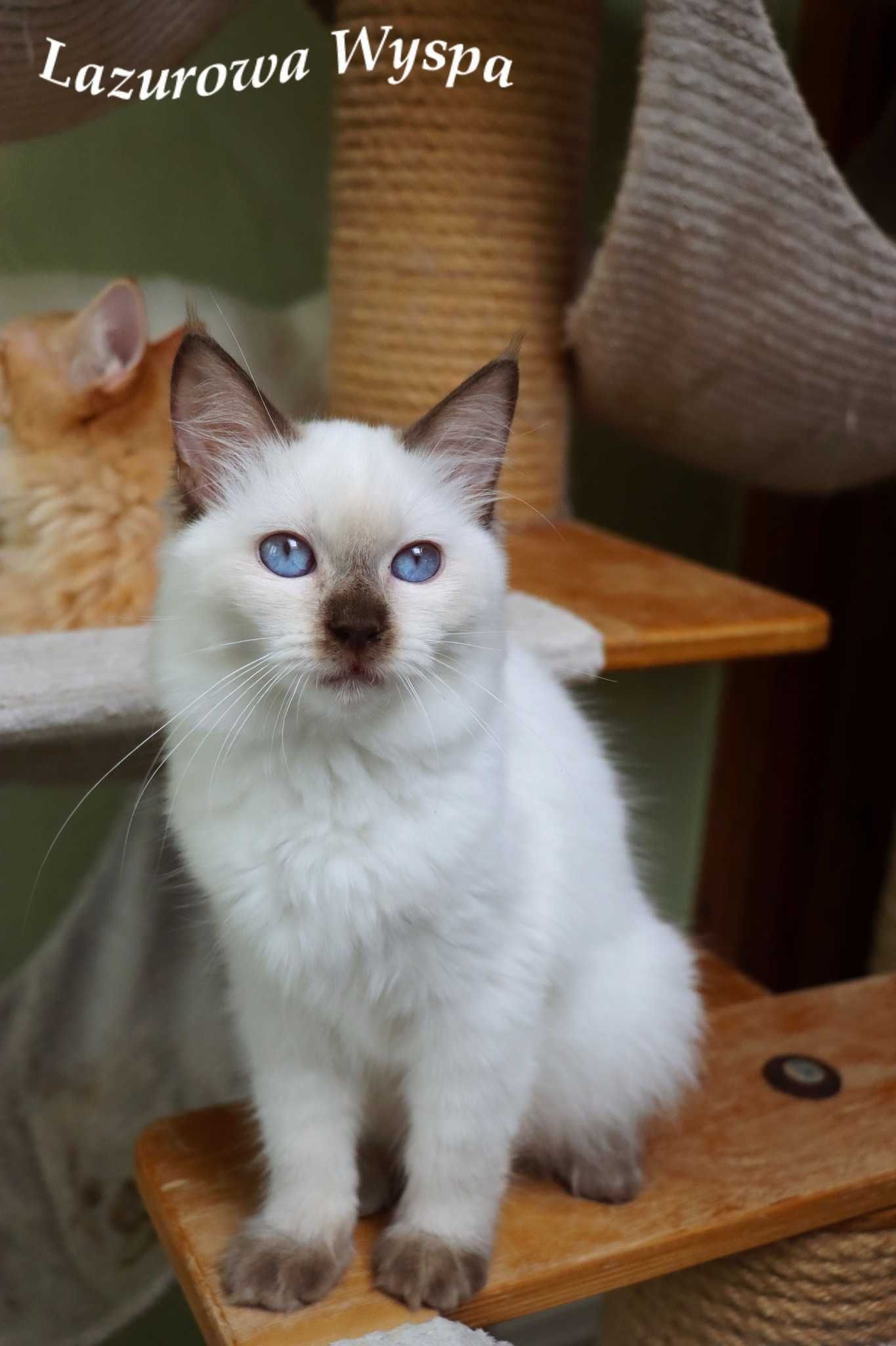 Mimi Ragdoll z Lazurowej Wyspy