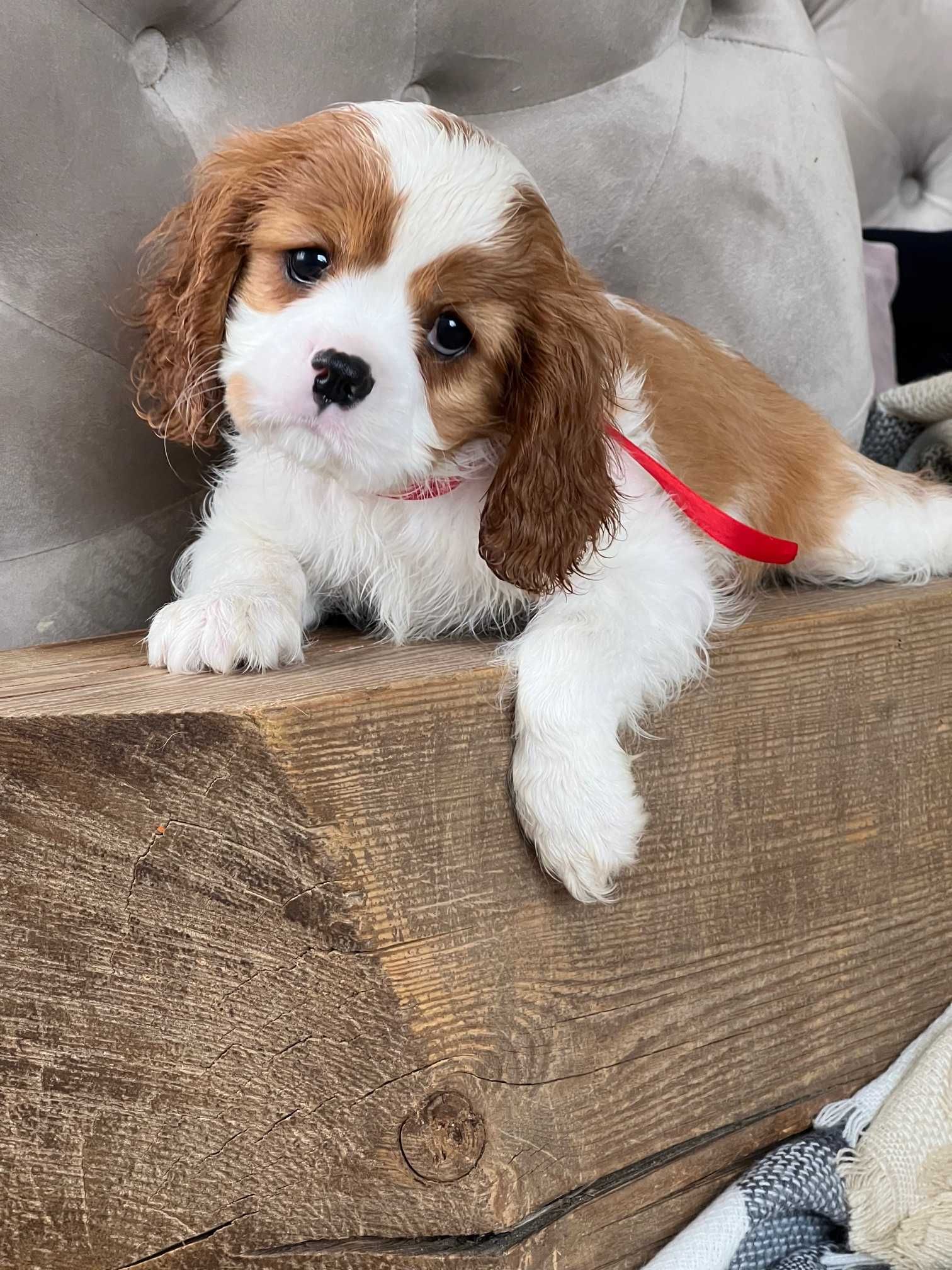 Cavalier King Charles Spaniel