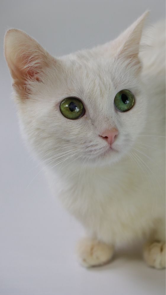 Котеня, котенята, котики, киця, кошка, котята, котик