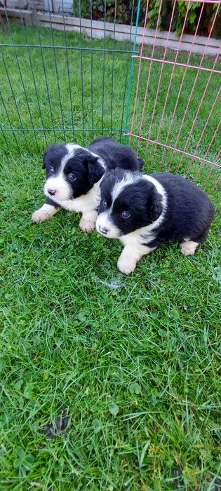 Border collie szczeniak!