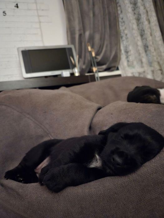 Цуценя спаніель (дівчатка)