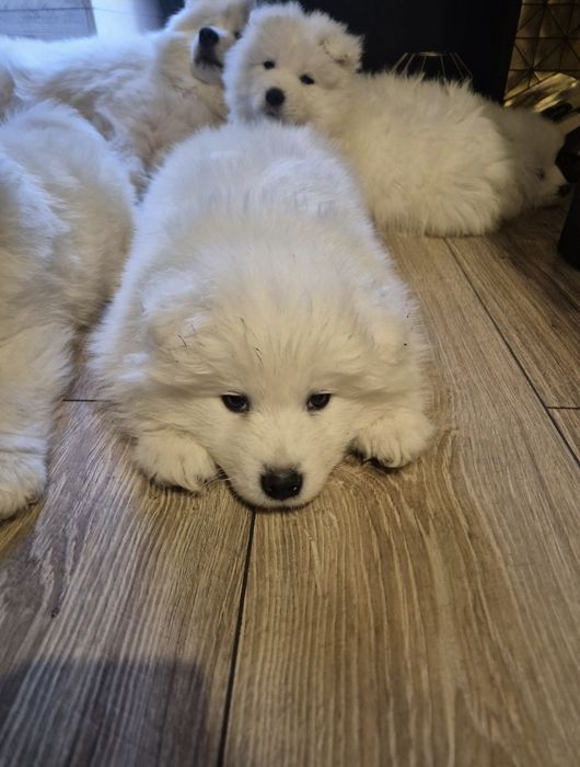 Samoyed bialy piesek