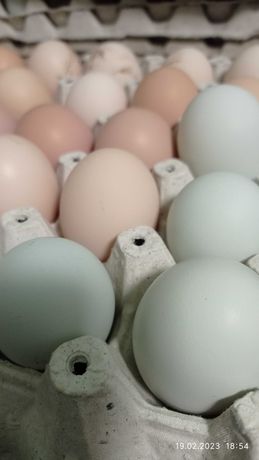 Інкубаційні яйця курей та качок.