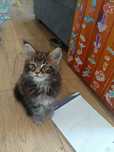 Kotka Maine Coon