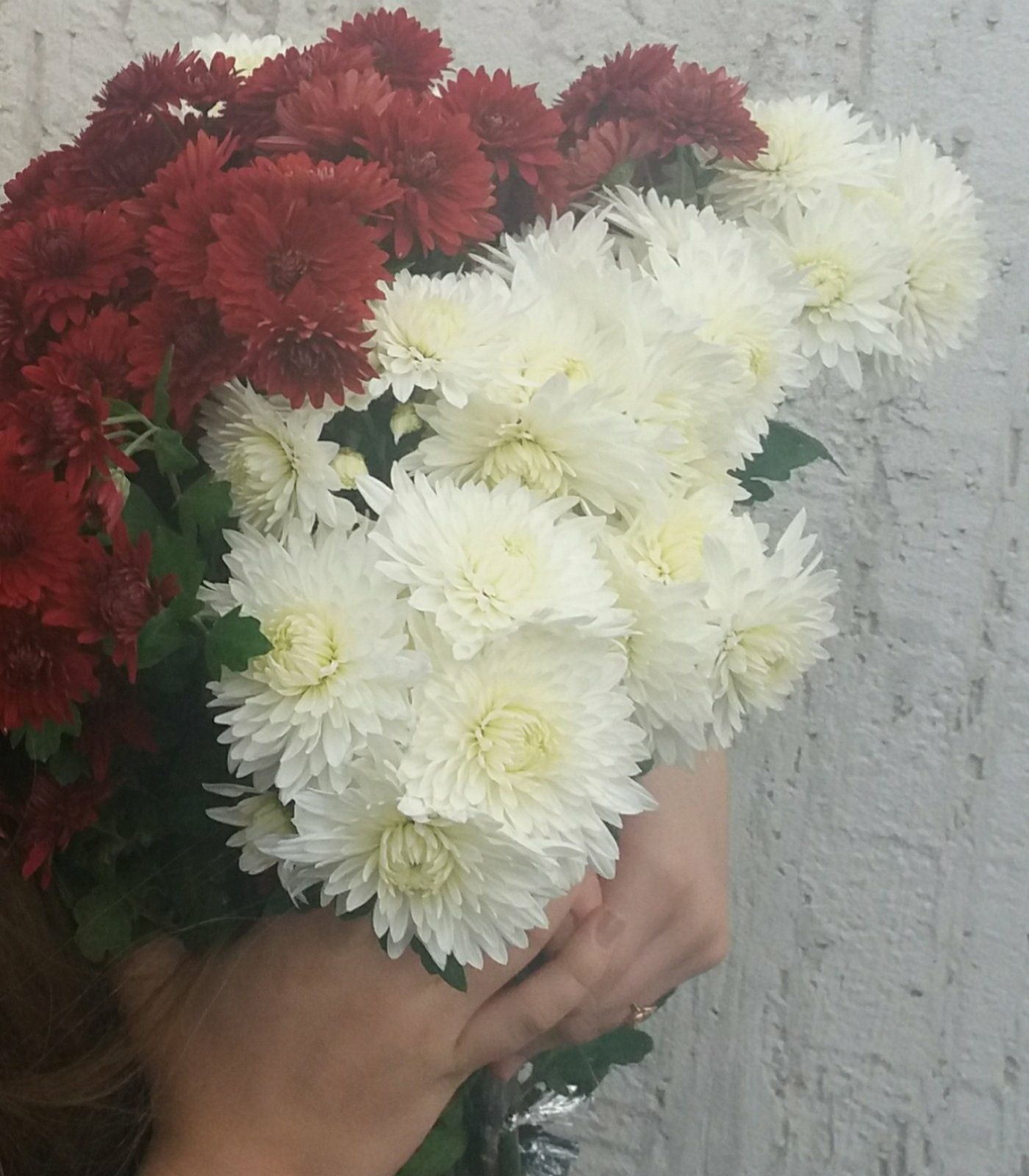 Очень ранняя белая и красная хризантема.