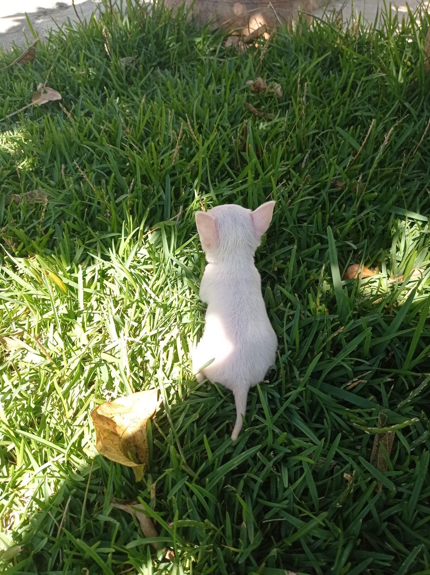 Chihuahua Disponível