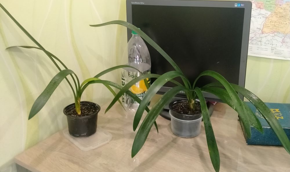 Комнатное растение Кливия.