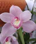 Orquídeas e suculentas
