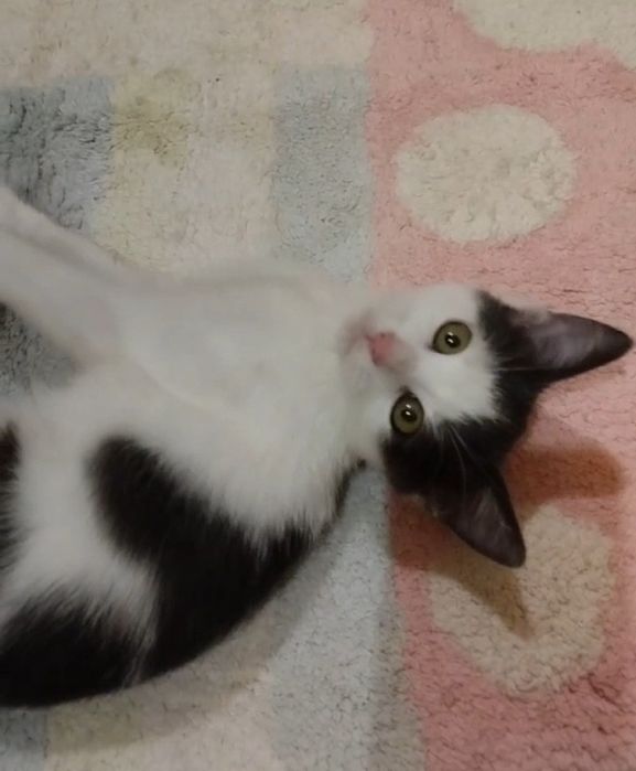 Красивий малиш кошеня 2,5 міс