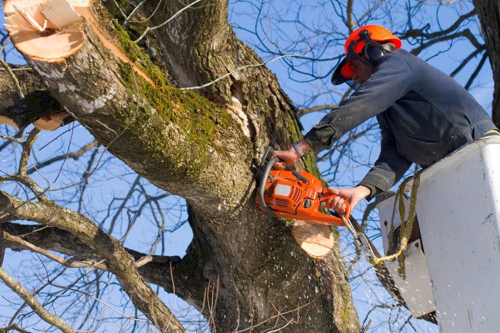 Wycinka drzew karczowanie przycinanie pielęgnacja drzew