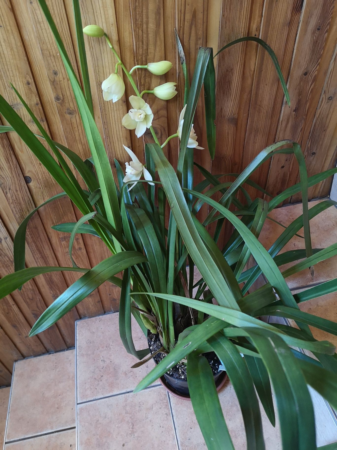 cymbidium storczyk