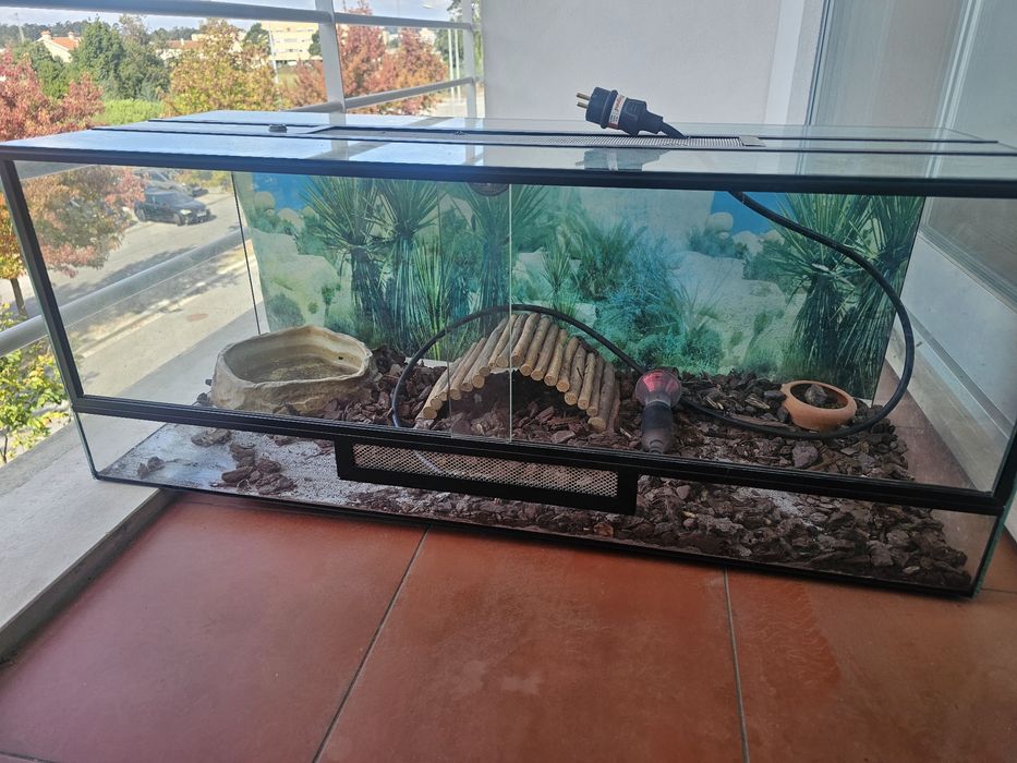 Terrário para reptil entre outros acessórios