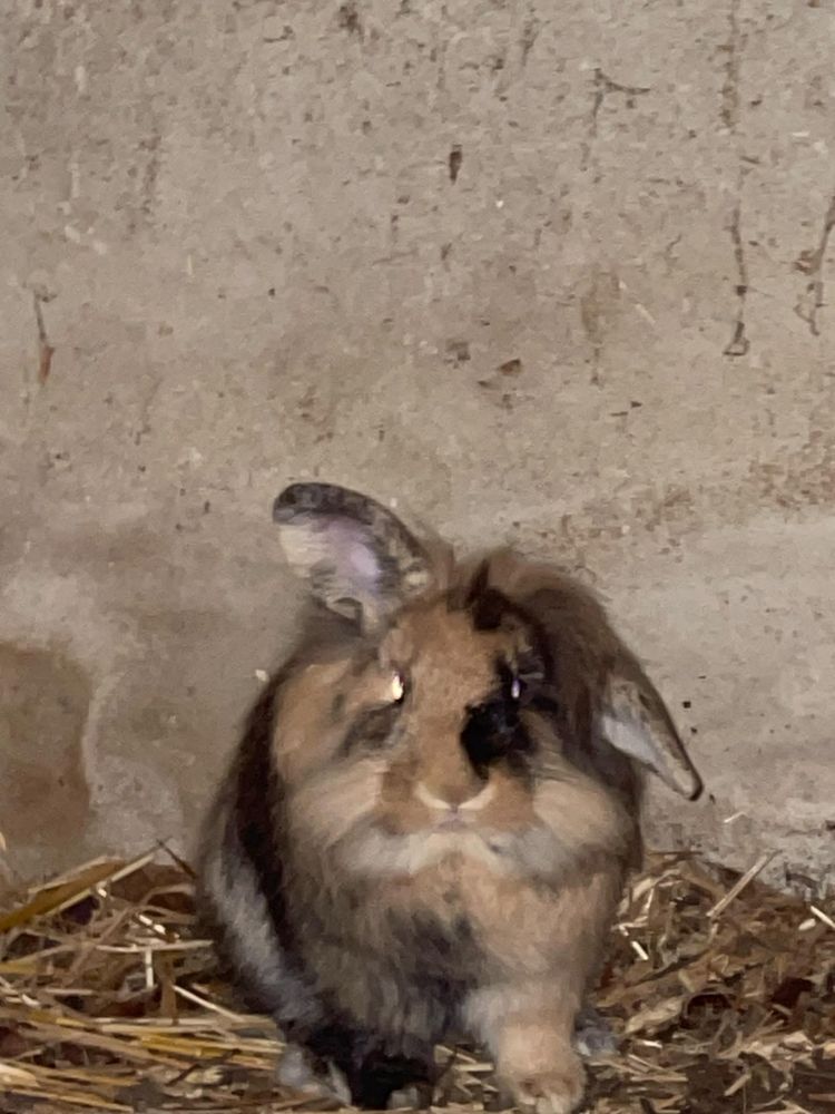 Królik miniaturka baranek lewek (cena za oba)
