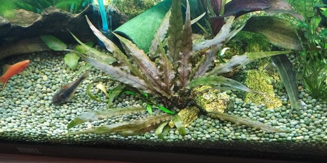 Kryptokoryna - roślinka akwariowa