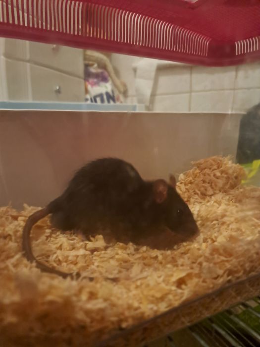 Oddam szczura (chłopca) ZA DARMO