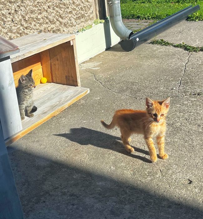 kociaki do adopcji – dzikie, wymagają oswojenia