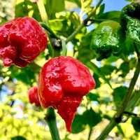 Chili Dragon Breath, Bhut Jolokia itp.