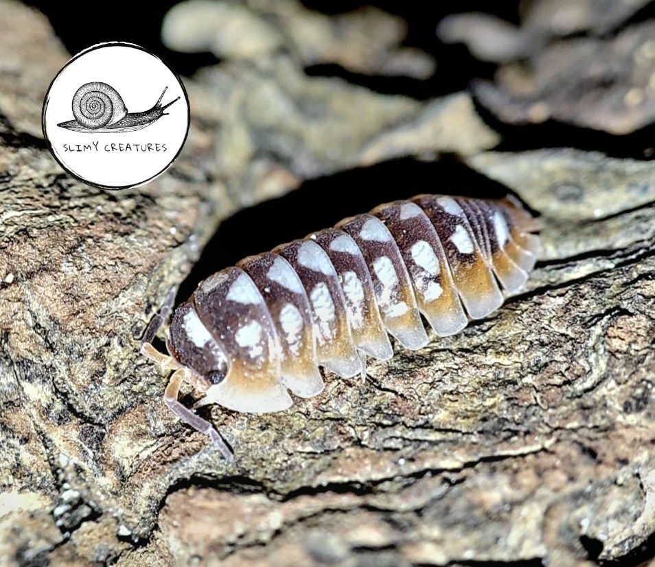 Armadillidium klugii white dots 10 szt isopody prosionki