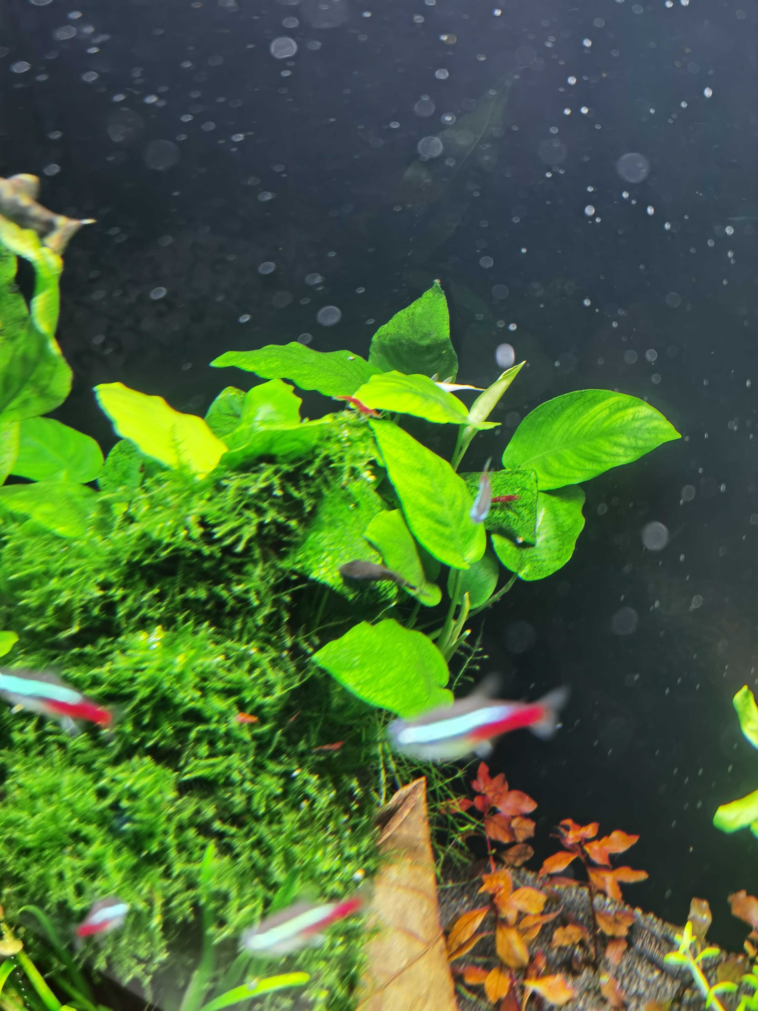 Anubias duża odmiana