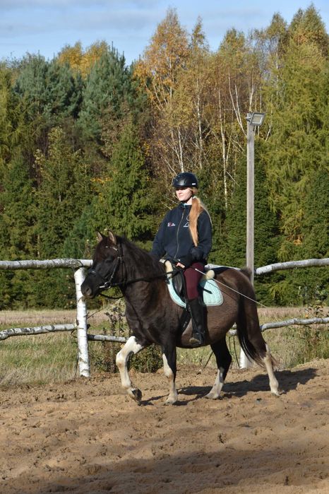 Ogier huculski 4 lata