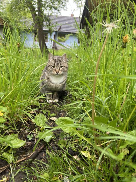 Котик у хороші руки