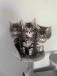 Kotki maine coon