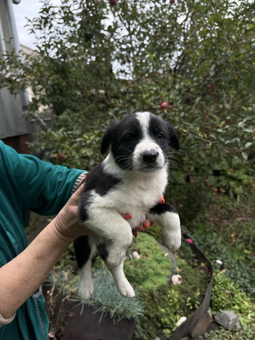 Безкоштно та терміново