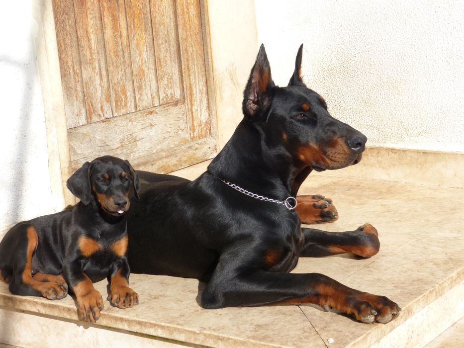 Dobermann bebé lindíssimo