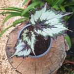PT Planta Begónia