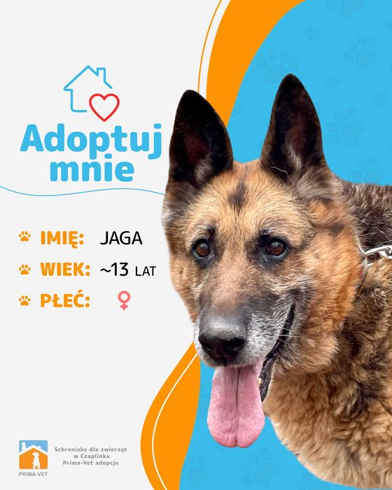 JAGA - psia seniorka szuka domu