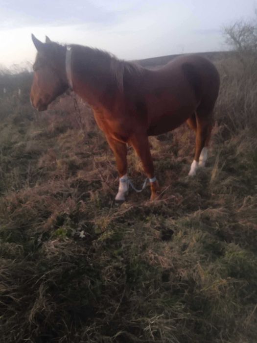 Продається лошиця