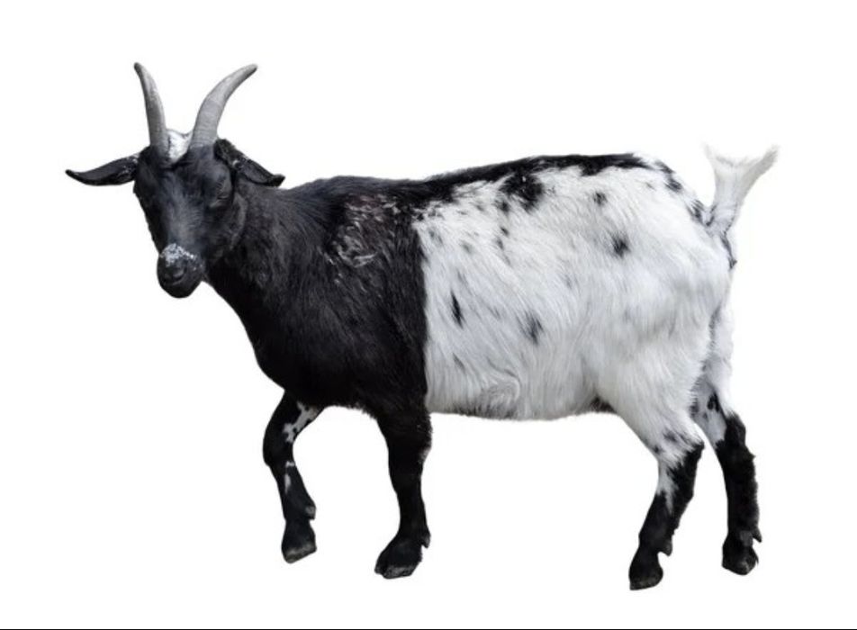 Cabras anãs brancas e pretas