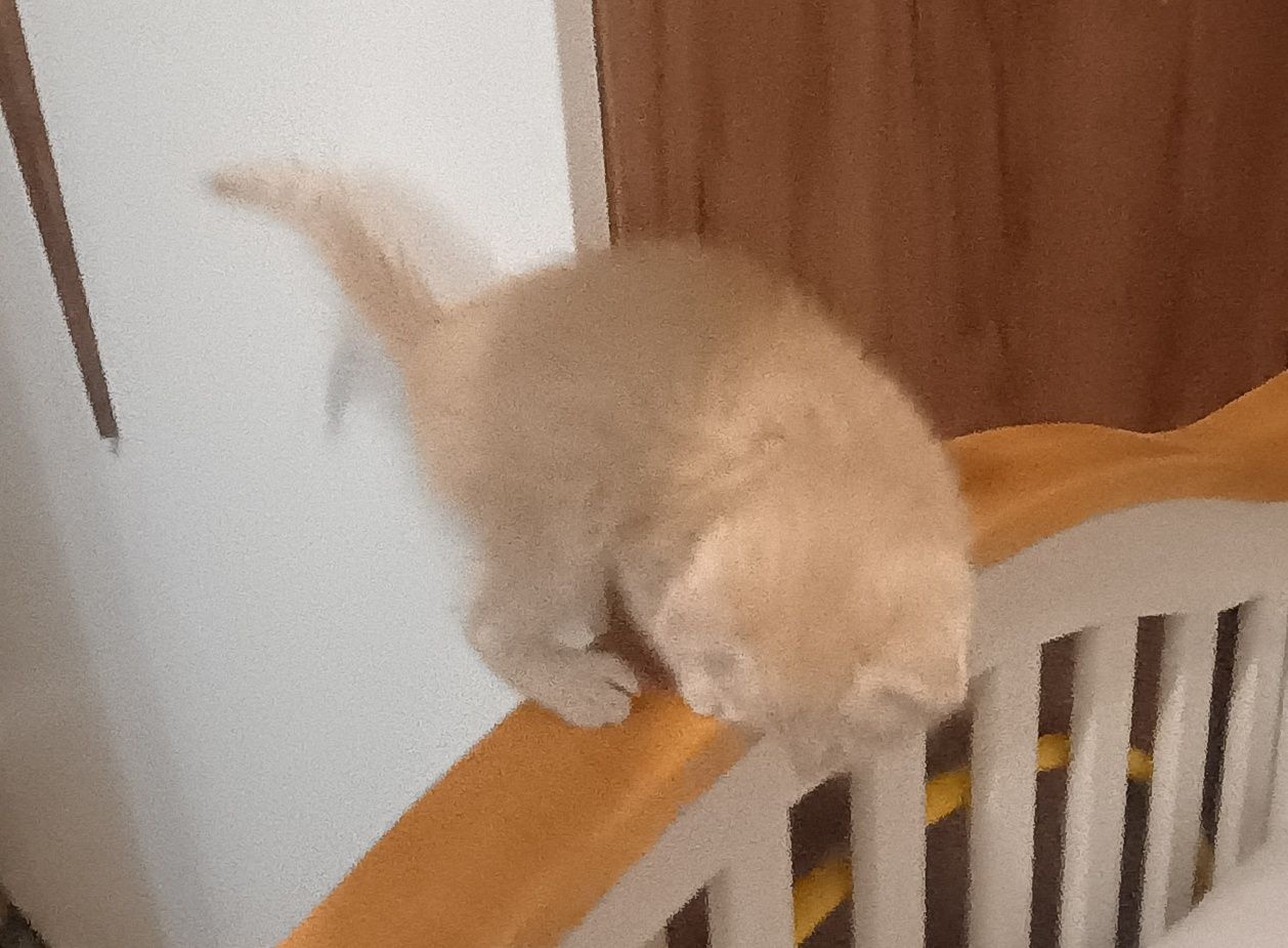 Рідкісний окрас висловухе британські шотландські кошеня котята котик